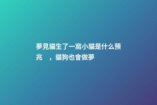 夢見貓生了一窩小貓是什么預兆，貓狗也會做夢-第1張-觀點-玄機派